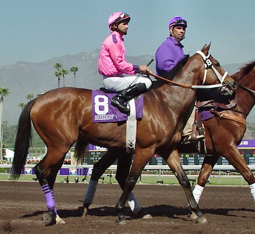 Racehorse number eight and riders in pink and purple silks